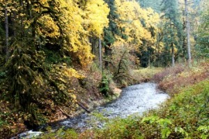 Silver Falls State Park. Canyon Trail. Doug Campbell Photo